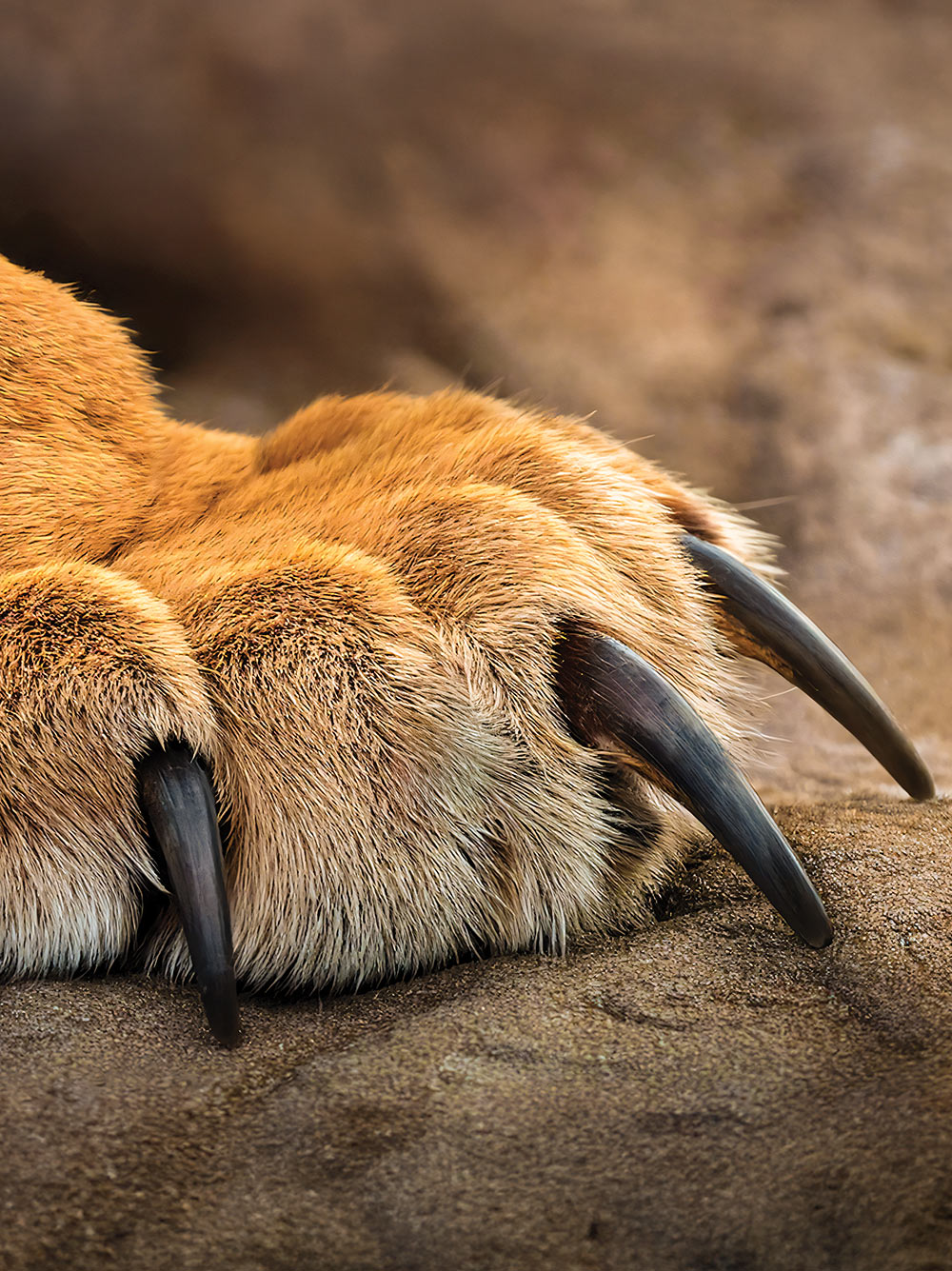 messika-terres-d-instinct-2025-fauve-mosaique-1