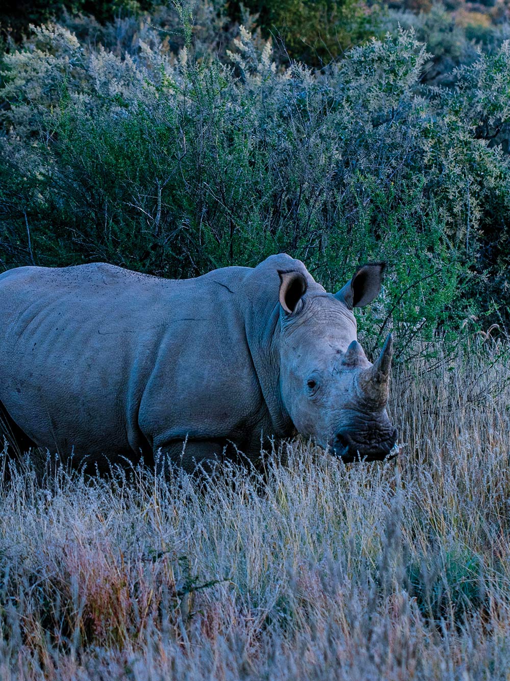 messika-terres-d-instinct-2025-kalahara-mosaique-3