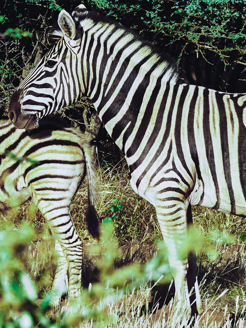 messika-terres-d-instinct-2025-zebra-mnyama-mosaique-3